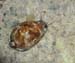 gray's cowrie.jpg